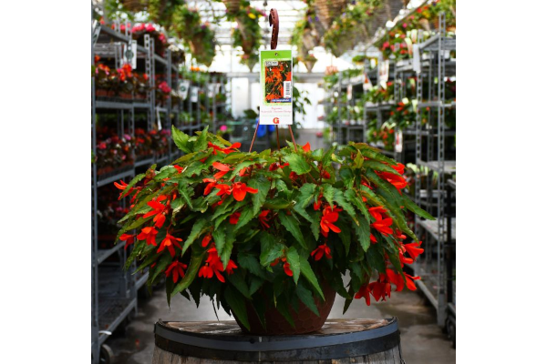 HB12.8"BEGONIA WATERFALL ORANGE