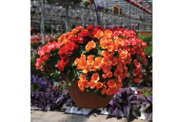 HB12.8"BEGONIA RIEGER MIX