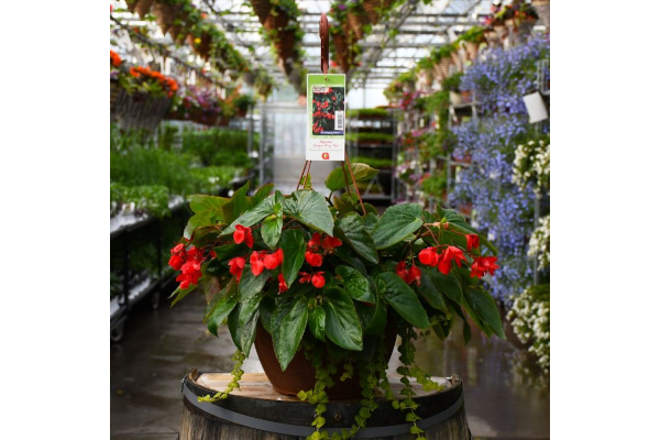 HB13"BEGONIA DRAGONWING RED