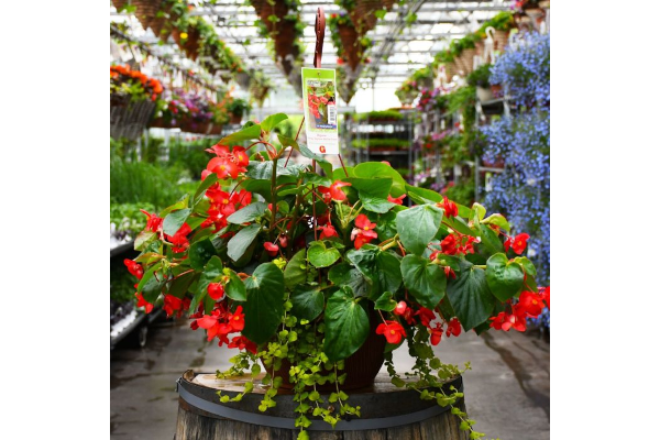 HB13"BEGONIA VIKING EXPL GL RED