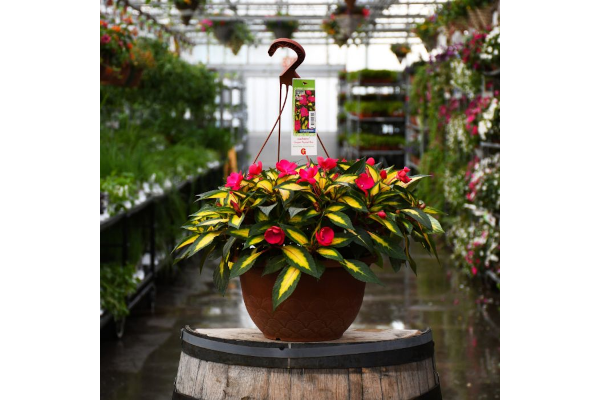 HB12.8"IMP SUNPAT TROPICAL ROSE