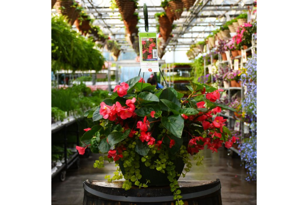 HB13"BEGONIA VIKING EXPL GL ROSE