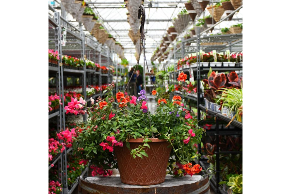 HB12"EARLY SPRING COMBO