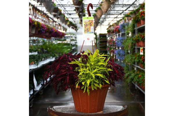 HB12"COLEUS FLAMETHROWER MIX
