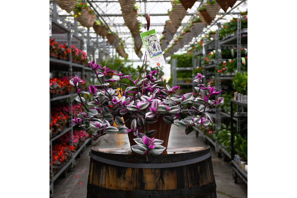 HB12"TRADESCANTIA NANOUK