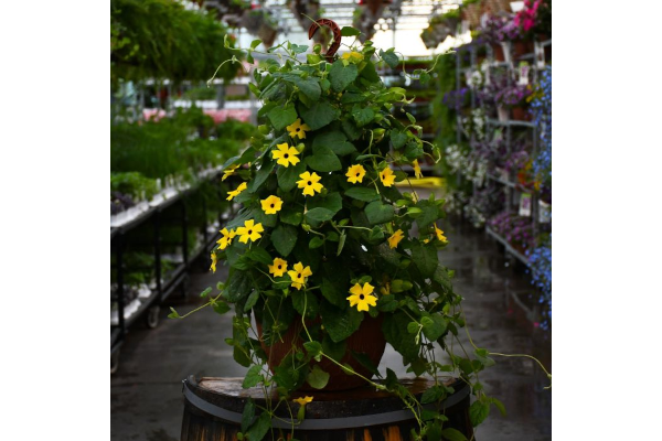 HB12"THUNBERGIA YELLOW LEMONSTAR