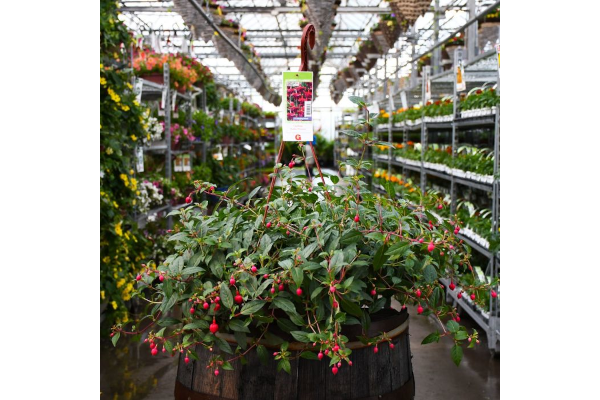 HB12"FUCHSIA DOLLAR PRINCESS