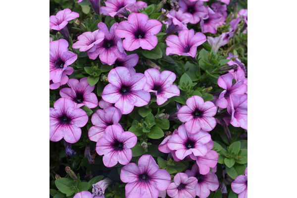 HB12"PETUNIA HEADLINER CRYSTL PK