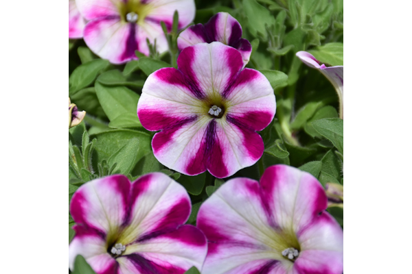 Z-HB12"PETUNIA HEADLNR RASP SWRL