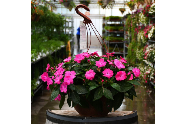 HB12.8"IMP SUNPAT PINK FLASH