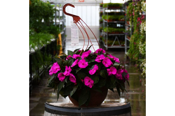 HB12.8"IMP SUNPAT PURPLE