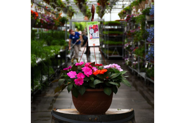 HB12.8"IMP SUNPAT MIX