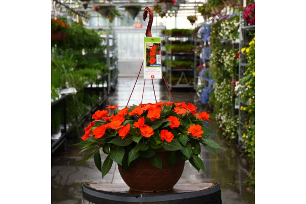 HB12.8"IMP SUNPAT ELECTRIC ORANG