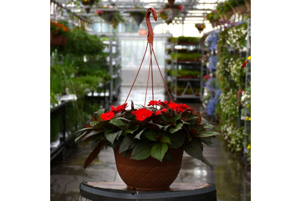 HB12.8"IMP SUNPAT DEEP RED