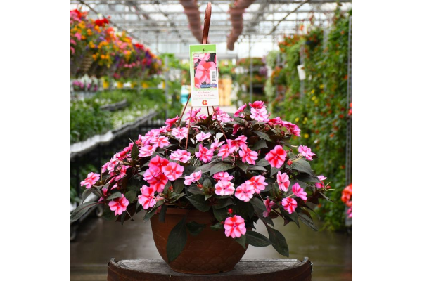 HB12.8"IMP SUNPAT RED CANDY