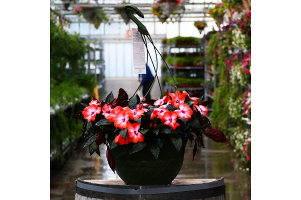 HB12.8"IMP NEWGUIN ORNG ICE