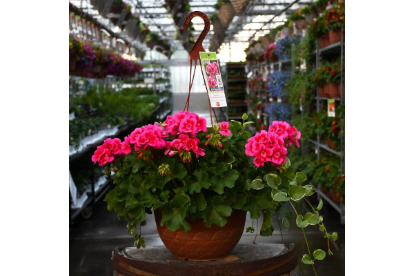 HB12.8"GERAN CALLIOPE ROSE SPLSH