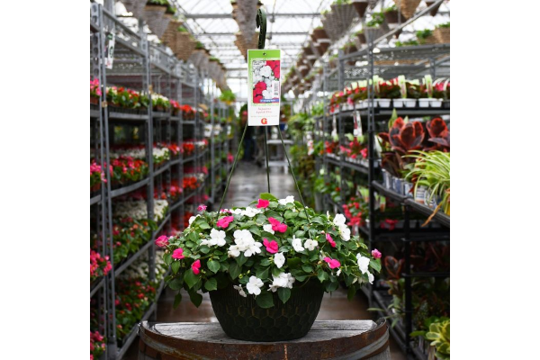 Z-HB12"IMPATIENS LIPSTICK HOTPNK