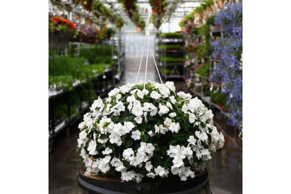 HB12"IMPATIENS WHITE