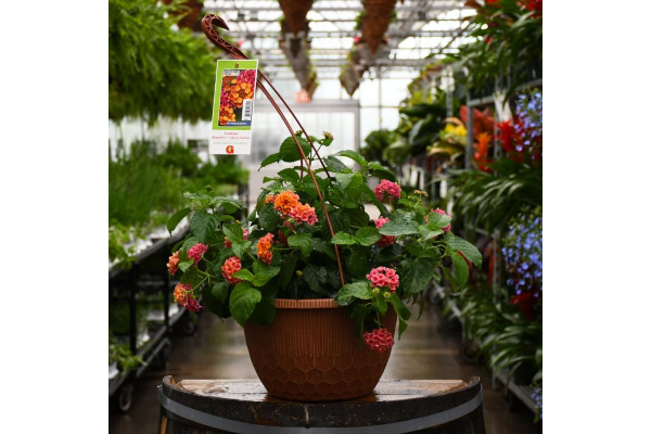 HB12"LANTANA CHERRY SUNRISE