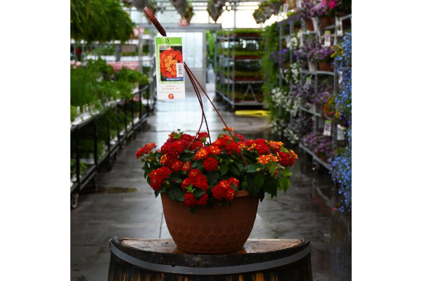 HB12"LANTANA HOT BLOODED