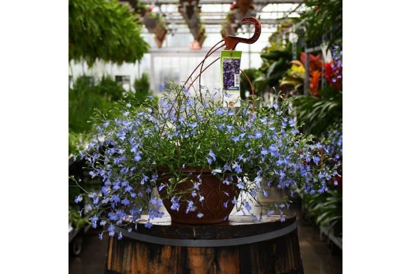 HB12"LOBELIA BLUE