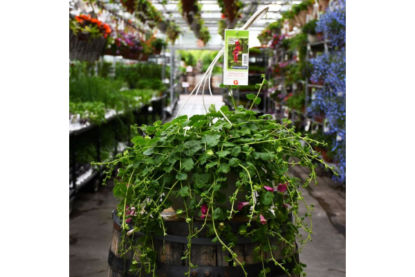 HB12.8"LOFOS COMPACT ROSE