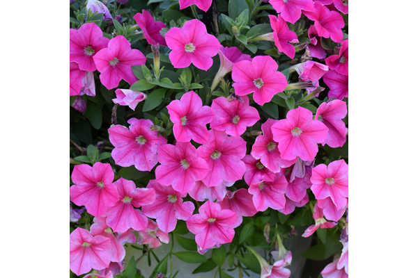 HB12"PETUNIA SUPERCAL ROSE STAR