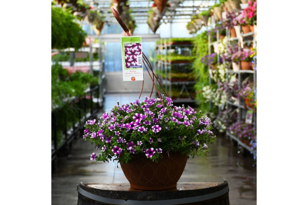 HB12"PETUNIA SHORTCAKE BLUEBERRY