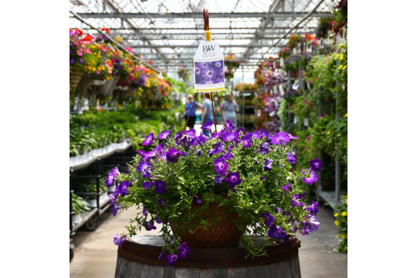 HB12"PETUNIA SUPRTUNIA BLU TIARA