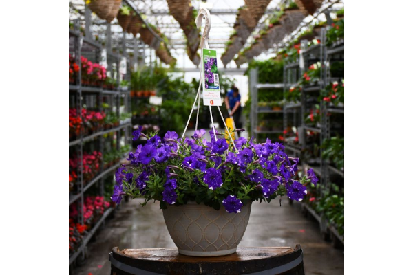 HB12"PETUNIA HEADLINER NIGHT SKY