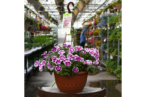 HB12"PETUNIA PAINTED LOVE