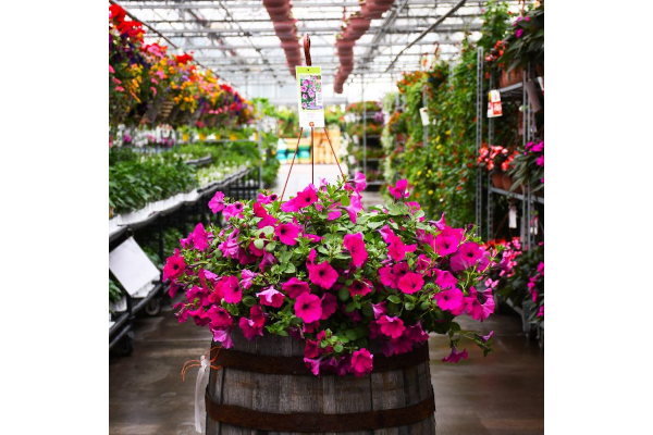 HB12"PETUNIA WAVE PURPLE