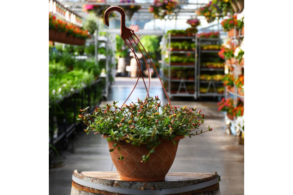 HB12"PORTULACA PAZZAZ MEGA MIX