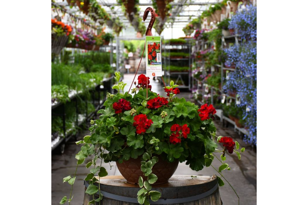 HB12.8"GERAN CALLIOPE  DARK RED