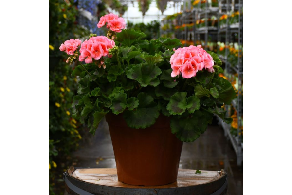 TUB12"GERANIUM AMER SALMON