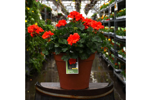 TUB12"GERANIUM MOJO ORANGE
