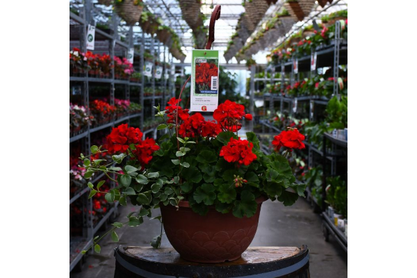 HB12.8"GERAN AMERICANA DK RED