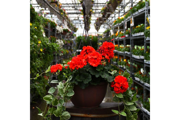 HB12.8"GERAN MOJO ORANGE