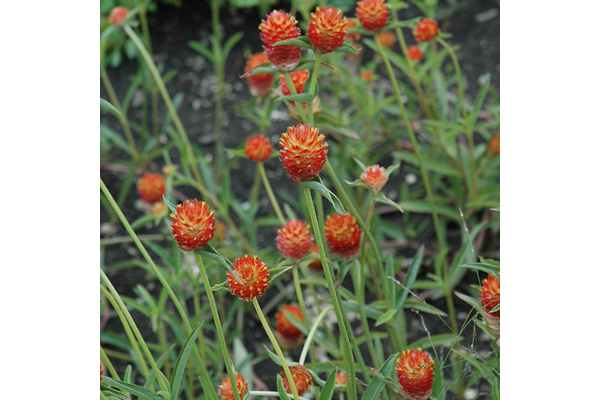 Z-606T/36GOMPHRENA QIS ORANGE