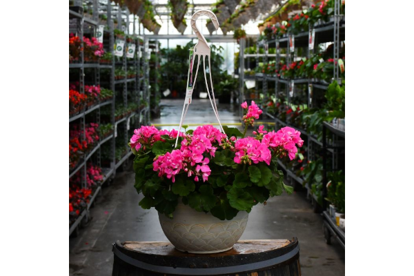 HB12.8"GERAN AMER PINK