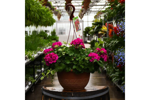 HB12.8"GERAN CALLIOPE MED VIOLET