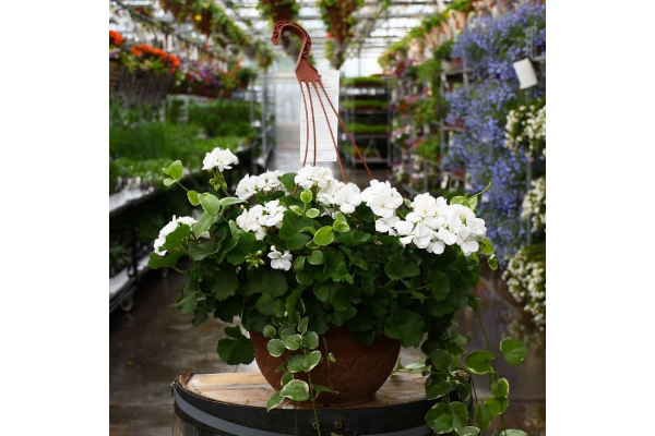 HB12.8"GERAN MOJO WHITE