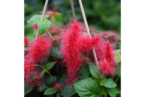 ZHB12"ACALYPHA CHENILLE FIRETAIL