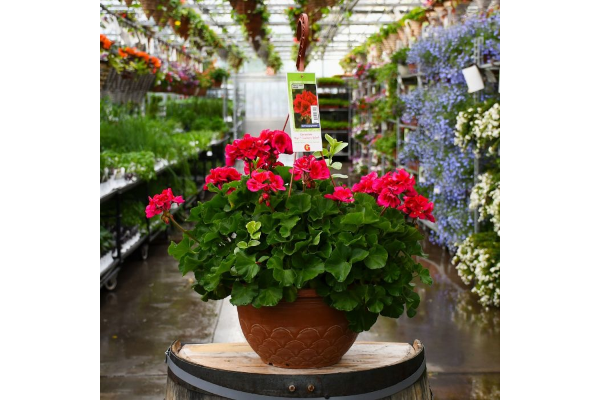 HB12.8"GERAN MOJO CRANBRY SPLASH