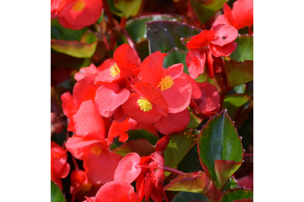 HB18"BEGONIA VIKING EXPL GL RED