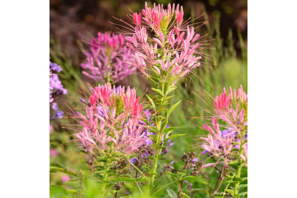 606T/36CLEOME PINK QUEEN