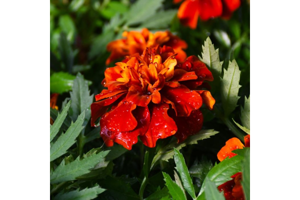 606T/36MARIGOLD FIREBALL