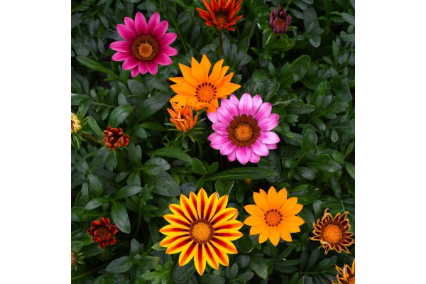 606T/36GAZANIA KISS MIX