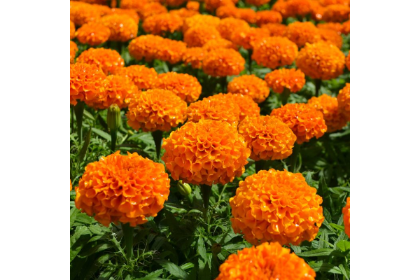 606T/36MARIGOLD MARVEL ORANGE
